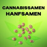 Cannabis Samen 3 Stück