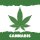 Cannabis